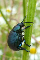 Timarcha goettingensis