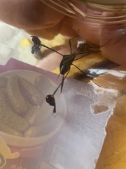 Diactor bilineatus