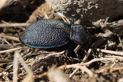 Carabus scabrosus