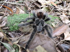 Grammostola