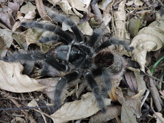 Grammostola