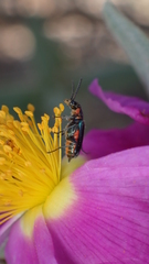 Clanoptilus abdominalis