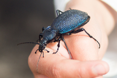 Carabus scabrosus