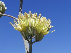 Agave cerulata