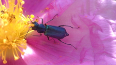 Clanoptilus abdominalis