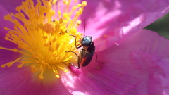 Clanoptilus abdominalis