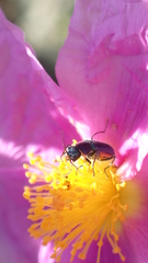 Clanoptilus abdominalis