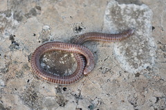 Blanus cinereus