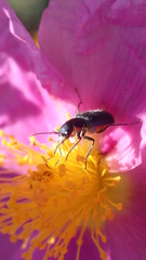 Clanoptilus abdominalis