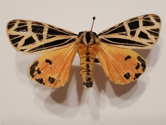 Apantesis parthenice