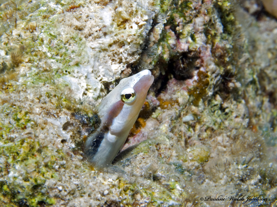 Lance blenny