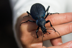 Carabus scabrosus