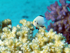 Dascyllus marginatus