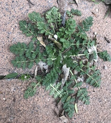 Erodium cicutarium