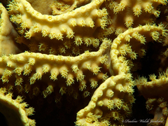 Turbinaria reniformis