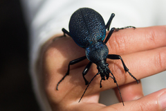 Carabus scabrosus