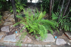 Pteris vittata