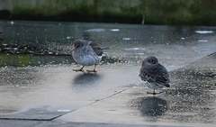 Calidris maritima