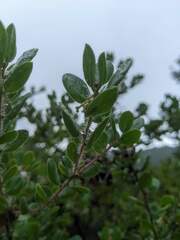 Arctostaphylos sensitiva
