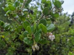 Arctostaphylos sensitiva