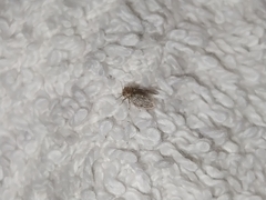 Insecta