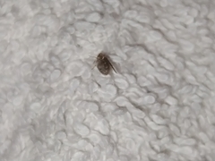 Insecta