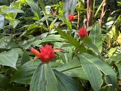 Costus productus