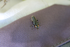 Cantharis obscura