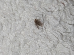 Insecta