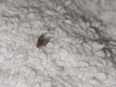 Insecta