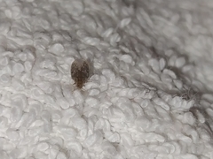 Insecta