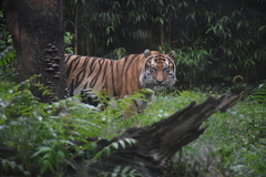 Panthera tigris altaica