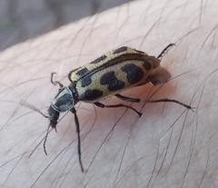 Astylus atromaculatus