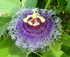 Passiflora