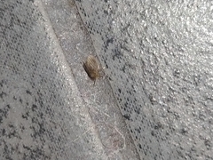 Insecta