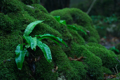 Asplenium scolopendrium
