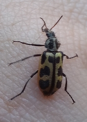 Astylus atromaculatus