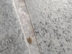 Insecta