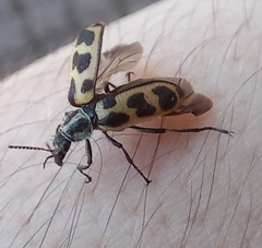 Astylus atromaculatus