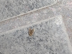 Insecta