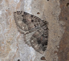 Triphosa dubitata