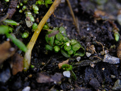 Sphaerocarpos texanus