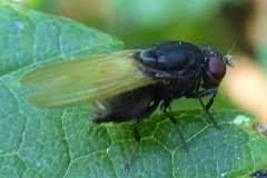 Minettia longipennis