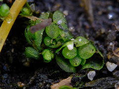 Sphaerocarpos texanus