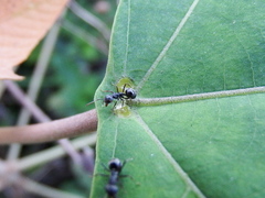 Dolichoderus thoracicus