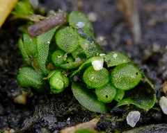 Sphaerocarpos texanus