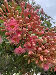 Corymbia ficifolia