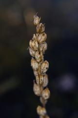Castilleja victoriae