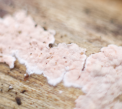 Peniophora incarnata