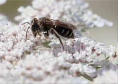Andrena colletiformis